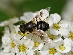 Eristalis obscura