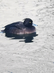Aythya fuligula