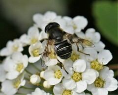 Eristalis obscura