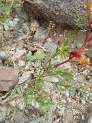 Fagonia pachyacantha