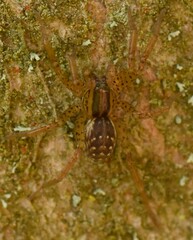 Hygrolycosa rubrofasciata
