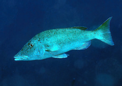 Lethrinus olivaceus