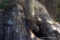 Heliosciurus gambianus