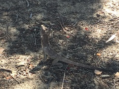 Chlamydosaurus kingii