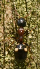 Dolichoderus quadripunctatus