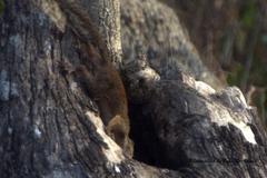 Heliosciurus gambianus