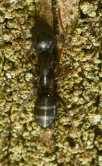 Camponotus fallax