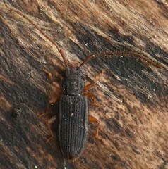 Uleiota planata