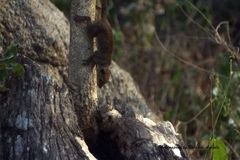 Heliosciurus gambianus