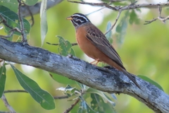 Emberiza tahapisi