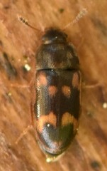 Litargus connexus
