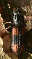 Bitoma crenata