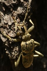 Rhagium mordax