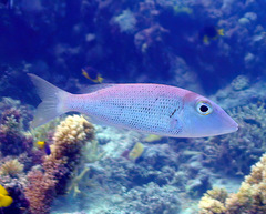 Lethrinus semicinctus
