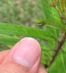 Danaus gilippus