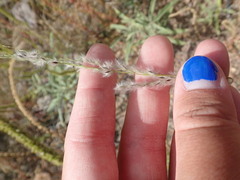 Digitaria californica