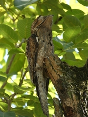 Nyctibius jamaicensis