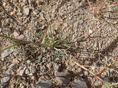 Digitaria californica