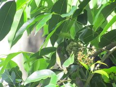 Leiothlypis peregrina