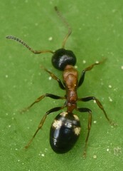 Dolichoderus quadripunctatus