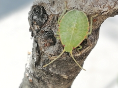 Chlorocoris distinctus