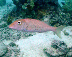 Lethrinus semicinctus