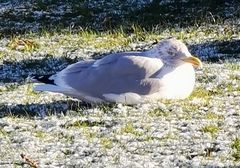 Larus argentatus