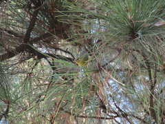 Leiothlypis peregrina