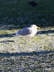 Larus argentatus