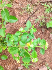 Sida cordifolia
