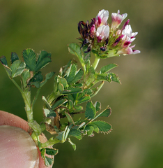 Trifolium variegatum