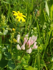 Trifolium clypeatum