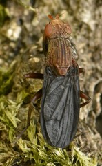 Phaeomyiidae