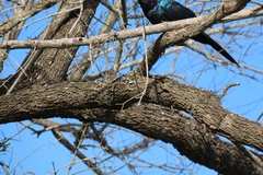 Lamprotornis australis