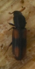 Bitoma crenata