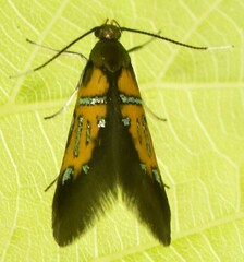 Schiffermuelleria schaefferella