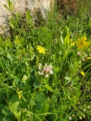 Trifolium clypeatum