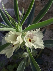 Mohavea confertiflora