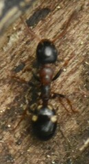 Dolichoderus quadripunctatus