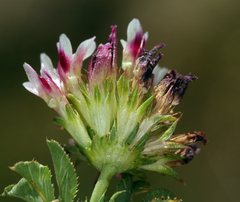 Trifolium variegatum