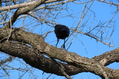 Lamprotornis australis