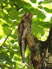 Nyctibius jamaicensis