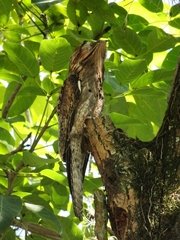 Nyctibius jamaicensis