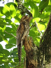Nyctibius jamaicensis