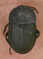 Silphidae