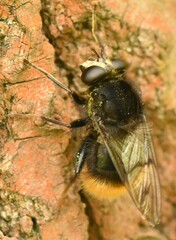 Criorhina ranunculi