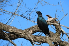 Lamprotornis australis
