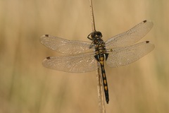Leucorrhinia