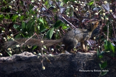 Heliosciurus rufobrachium