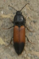 Ampedus balteatus